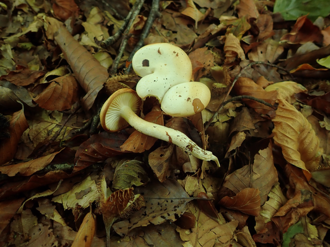 Photo © Penny Cullington Hygrophorus discoxanthus by Penny Cullington